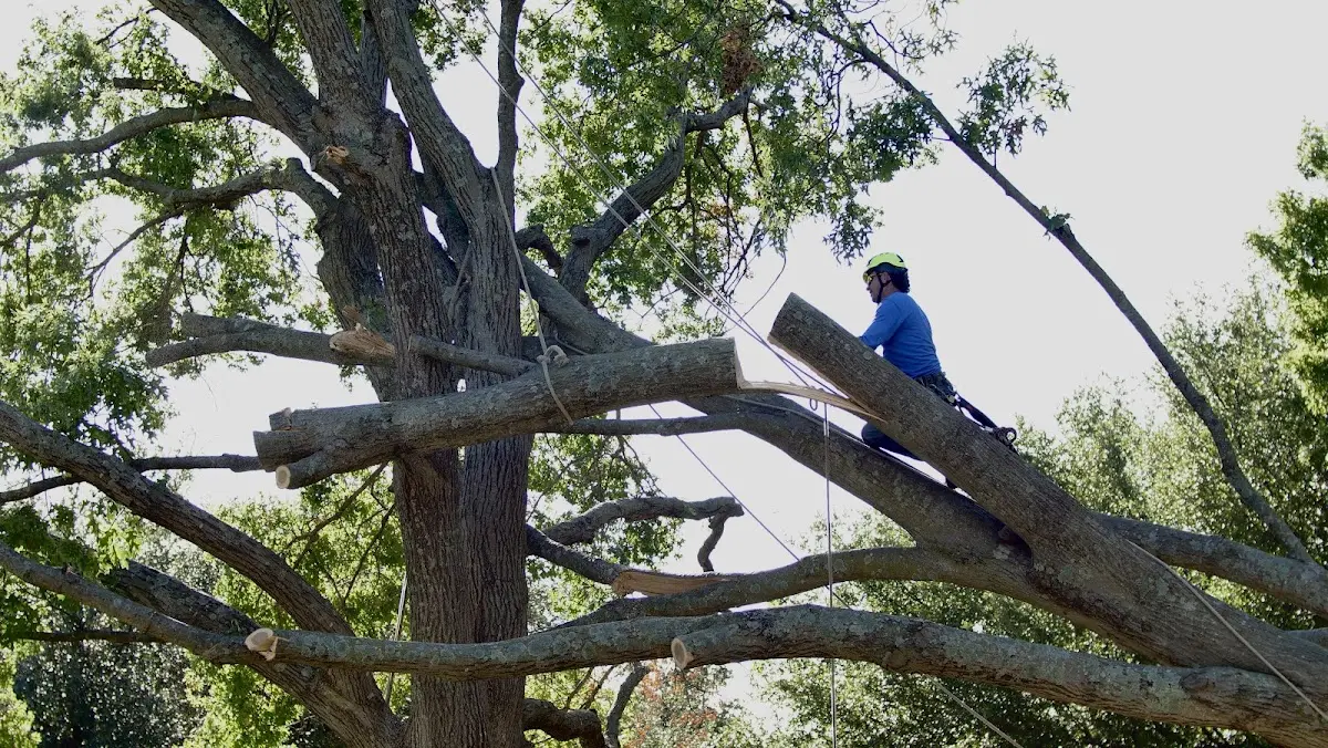 Professional Crown Thinning performed by certified arborists in Elton