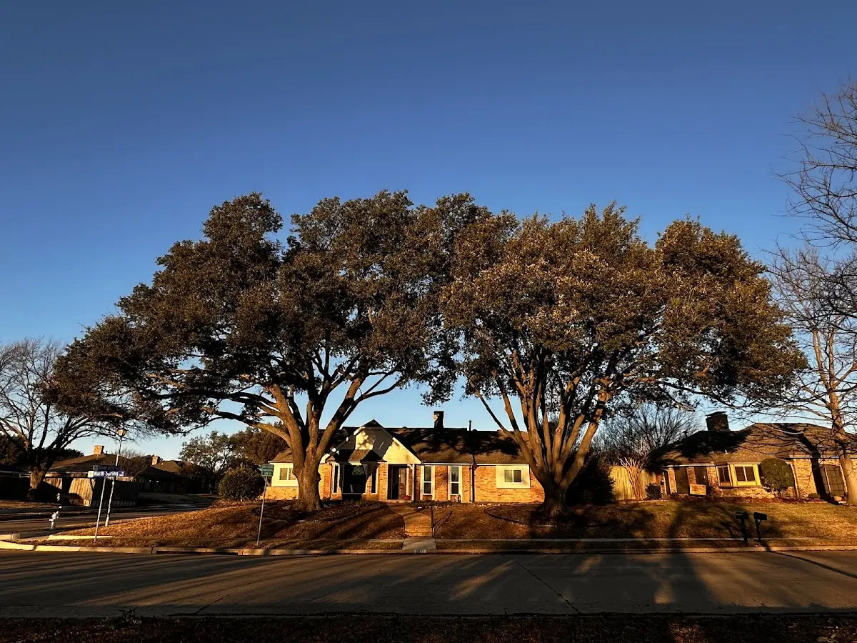 Established residential canopy tree shading a home in Elton